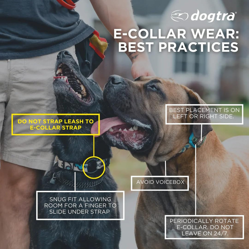 Waterproof Dog Training Collar with Remote N414350