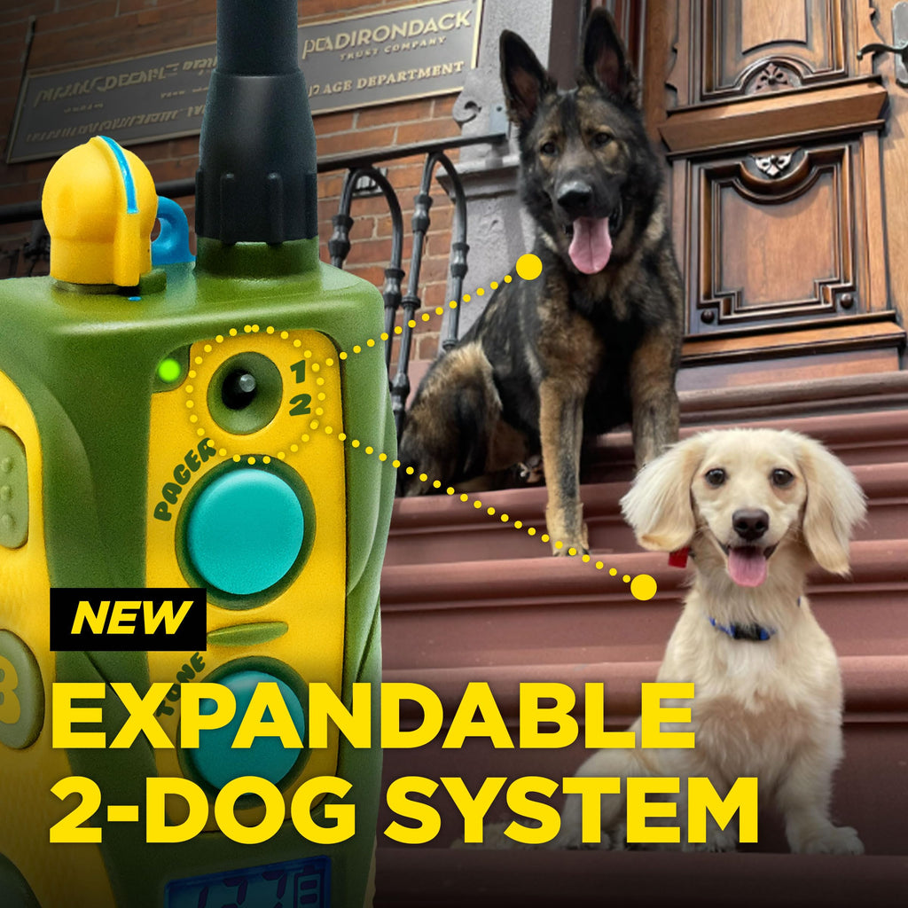 Waterproof Dog Training Collar with Remote N414350